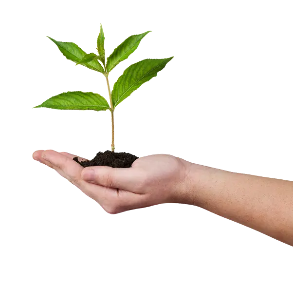 Hand holding a plant